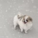 오구오구 이미지