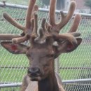 성환엘크사슴농장 이미지