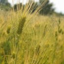 강주농장 이미지