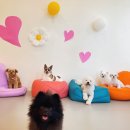 하이까미 이미지