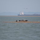 점박이 물범가족 이미지