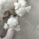 펫글타운 이미지