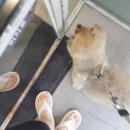 반려동물 의료센터 다울 이미지