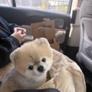 (주)펫투개더 이미지