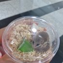 테라리움동물병원 | 부산 최대 규모 파충류 박람회! KRF 코리아 렙타일 포럼 다녀온 후기 (피그미 다람쥐 입양)