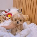 띠아몽 | 중랑구애견샵 만족할수 있는 띠아몽 펫샵
