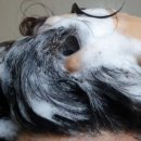 쉬즈헤어 이미지