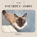 냥카페,루브 | 안산 중앙동 실내 아기랑 가볼만한 곳 - 냥카페루브 고양이카페