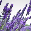 라벤다 이미지