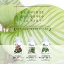 다육사랑화원 | 동탄 반려식물병원 실내화분, 화초가 아플때 진단과 맞춤형 식물 영양제 무료 제공!