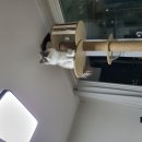 캣 팰리스 | 먐미의 타워팰리스 '피카노리 대형캣폴 캣타워' 내돈내산 3년간의 사용 후 알려주는 캣타워 찐후기