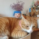 흙먹는고양이