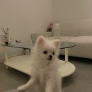 천지 애견 이미지