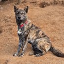 드론 | 실종견 찾기 드론 수색 후기