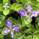 마라도천연보호구역 | 국가유산방문코스61 설화와 자연의 길 제주 마라도 천연보호구역