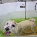 그루머공간 이미지