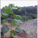 신계꽃차마을 이미지