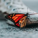 나비호텔 이미지