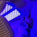 라퓨클레르 동물피부클리닉 이미지