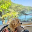 닥터정 동물병원 이미지