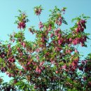 아카시아민박 이미지