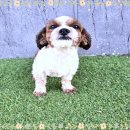 강아지맛집 이미지