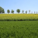 죽림농장 이미지