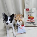 도그비잉펫케어 | (강아지 사료 추천)밸런도그 연어 강아지 사료 급여 후기