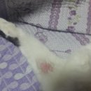 광양동물메디컬센터 | 꼬비] 20년 09월 05일, 고양이 링웜치료에서 괴사해프닝까지 (feat.대정읍 펫밀리동물병원 고양이진료후기)