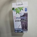 양평 소리산 고로쇠 물 후기