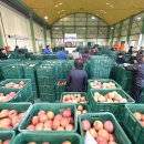 청송청과 이미지