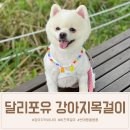 달리포유 이미지