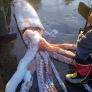 다시봐도 잼난 `Netizen Photo News` 동물의 왕국 2008년 9월 15일 월요일. 이미지