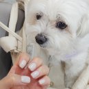 그리다 펫살롱 | 군산 네일 잘하는곳 미장동 네일샵 예그리다 내돈내산 후기