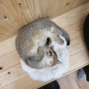 폴짝그루밍 | 김해 내외동 렉돌고양이카페 갔다온 후기 내돈내산