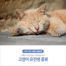 채플린동물병원 이미지
