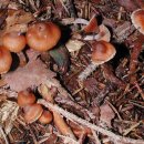 적갈색포자끈적버섯 이미지