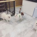 달중이네 펫호텔 이미지