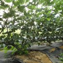 무화과나무 이미지