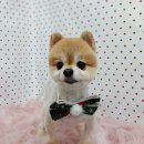 펫피파니 이미지