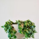 페페로미아 이미지