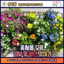 [리뷰] 꽃씨몰 모종 구입 후기 및 화단 꾸미기