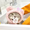 고양이 무마취미용&호텔 무냥무냥 부산서면점 | 고양이무마취미용 무냥무냥 부산서면점 귀염둥이를 가꿔주는곳