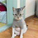 뉴광명동물메디컬센터 이미지