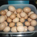 청송흑염소농장 이미지