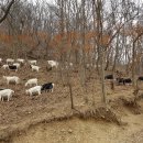 방목목장 이미지