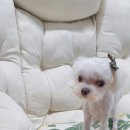 스담멍스 이미지