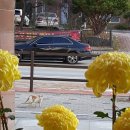 석정웰파크요양병원 | 고창 석정웰파크요양병원 앞을 지나가는 고양이