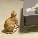 큐베리 - 광진구 능동로49길 20 | 고양이 캣휠 구매 후 적응기! 이제 10일차 됐어요 :) 후기!