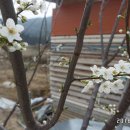 청솔농장3 이미지